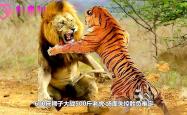 激烈对决即将上演，胜负难定谁能胜出的简单介绍
