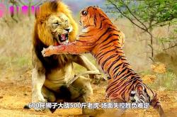 激烈对决即将上演，胜负难定谁能胜出的简单介绍