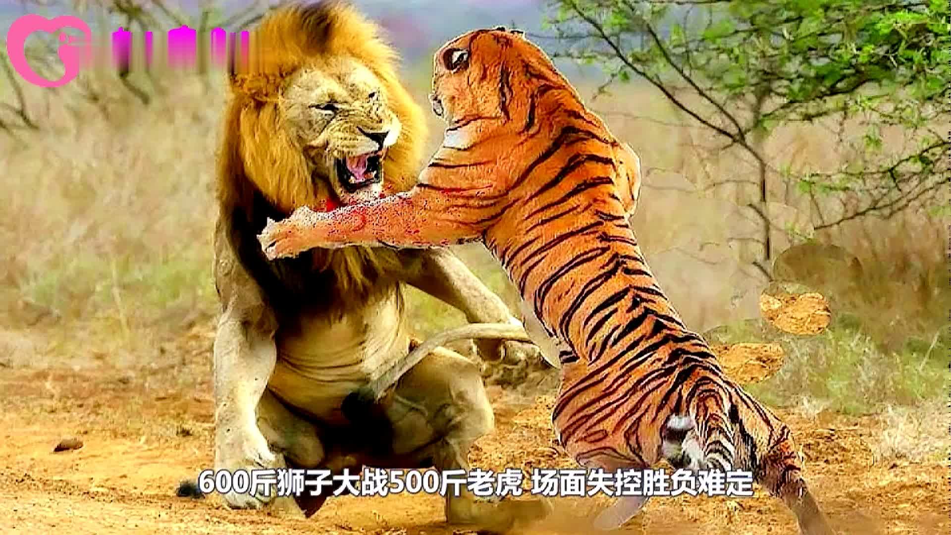 激烈对决即将上演，胜负难定谁能胜出的简单介绍